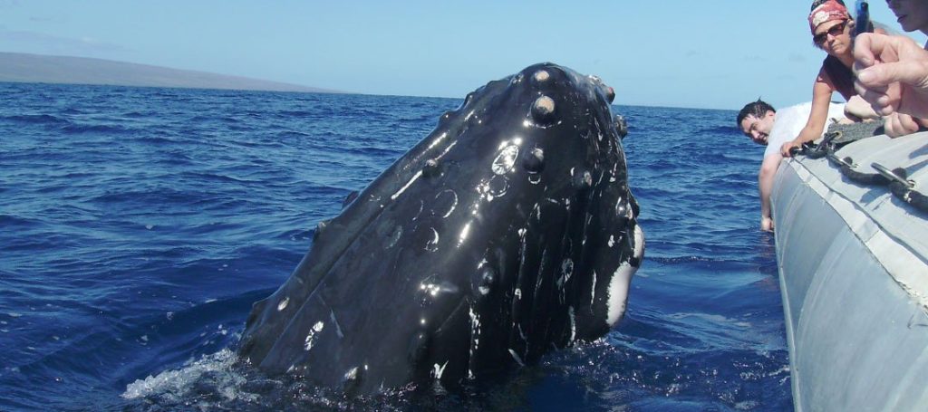 Getting up close and personal with Maui's humpback whales.