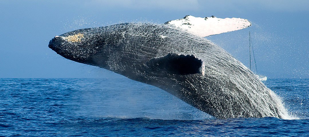 Whale Watching Tours are a huge draw during the winter months in Maui.