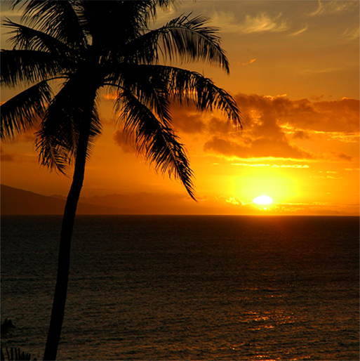 Napili Bay Maui Vacation Condo Rentals logo